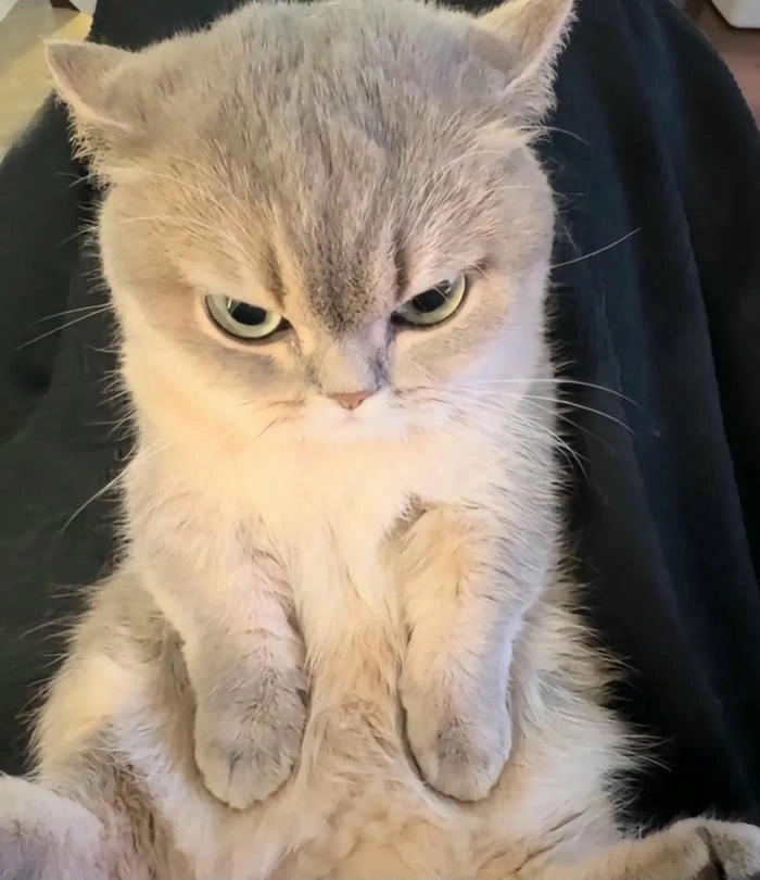 Ảnh mèo tức giận cute ngộ nghĩnh