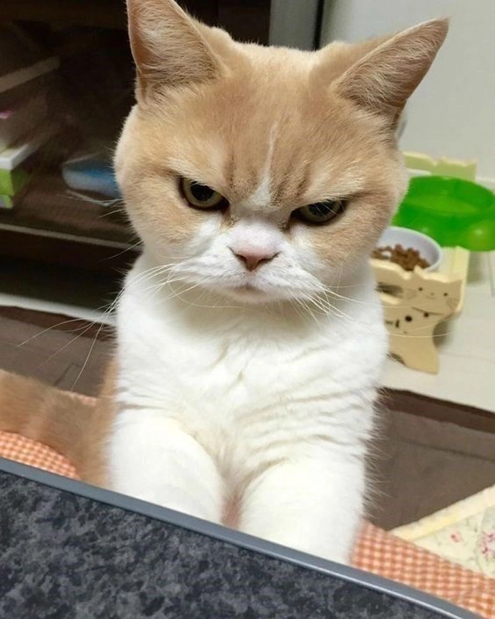 Ảnh mèo tức giận cute siêu dễ thương