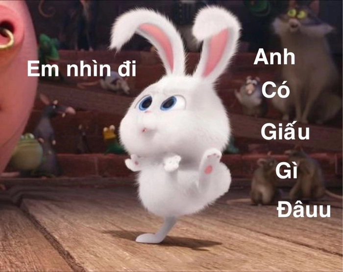 Ảnh thỏ Snowball cute bá đạo