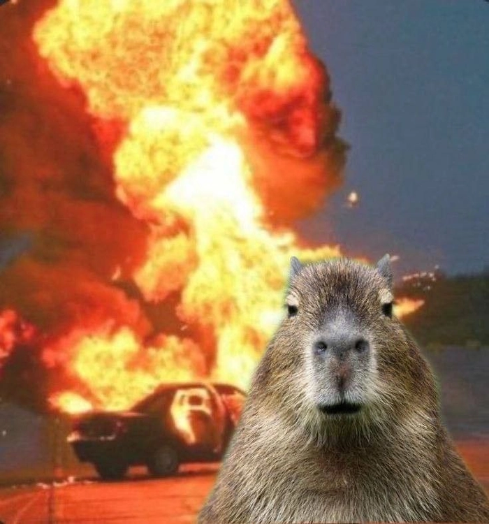 Capybara meme anime đáng yêu