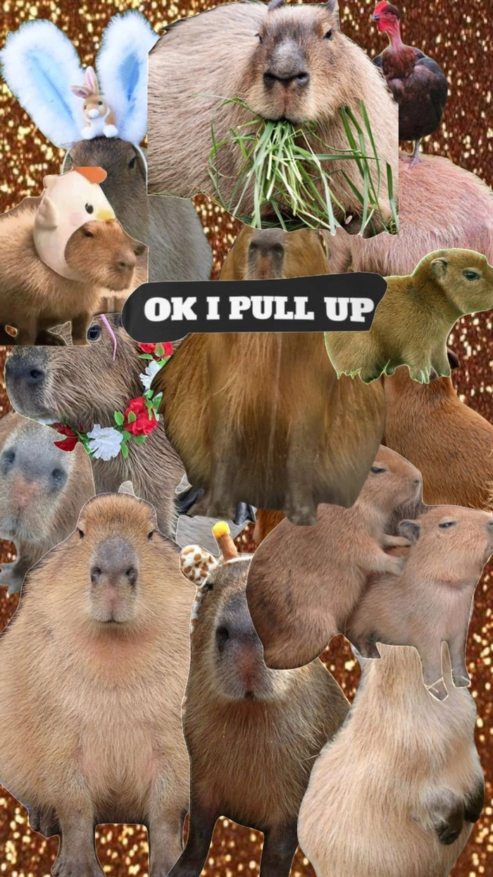Capybara meme anime dễ thương