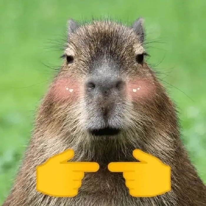 Capybara meme anime ngộ nghĩnh