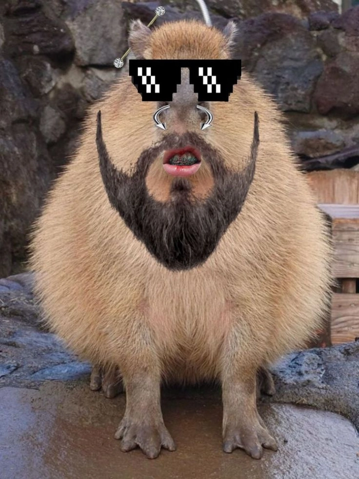 Capybara meme chibi đáng yêu