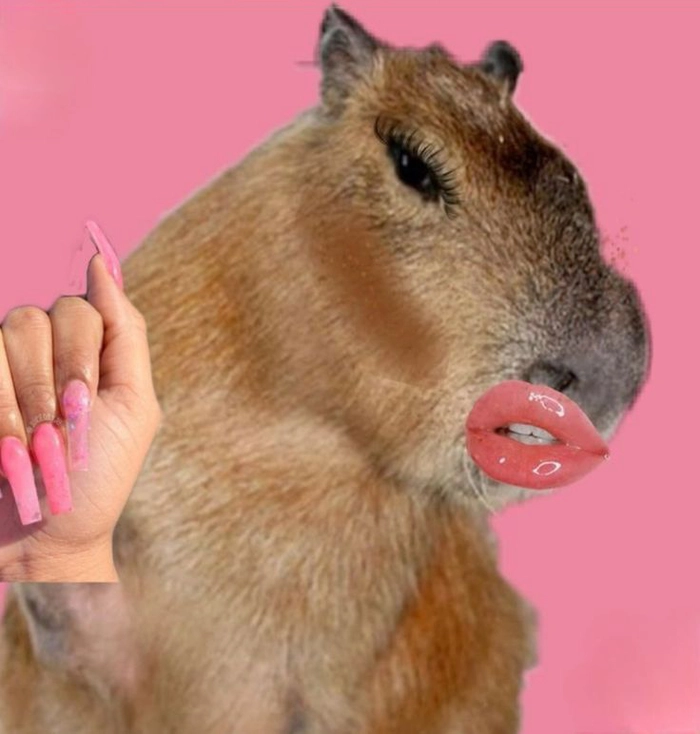 Capybara meme chibi ngộ nghĩnh