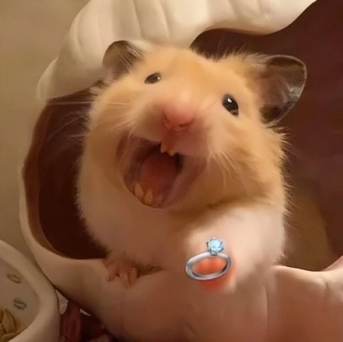 Chuột hamster meme bá đạo