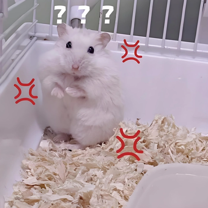 Chuột hamster meme biểu cảm hài