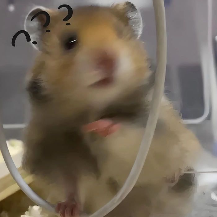 Chuột hamster meme chế bá đạo cười