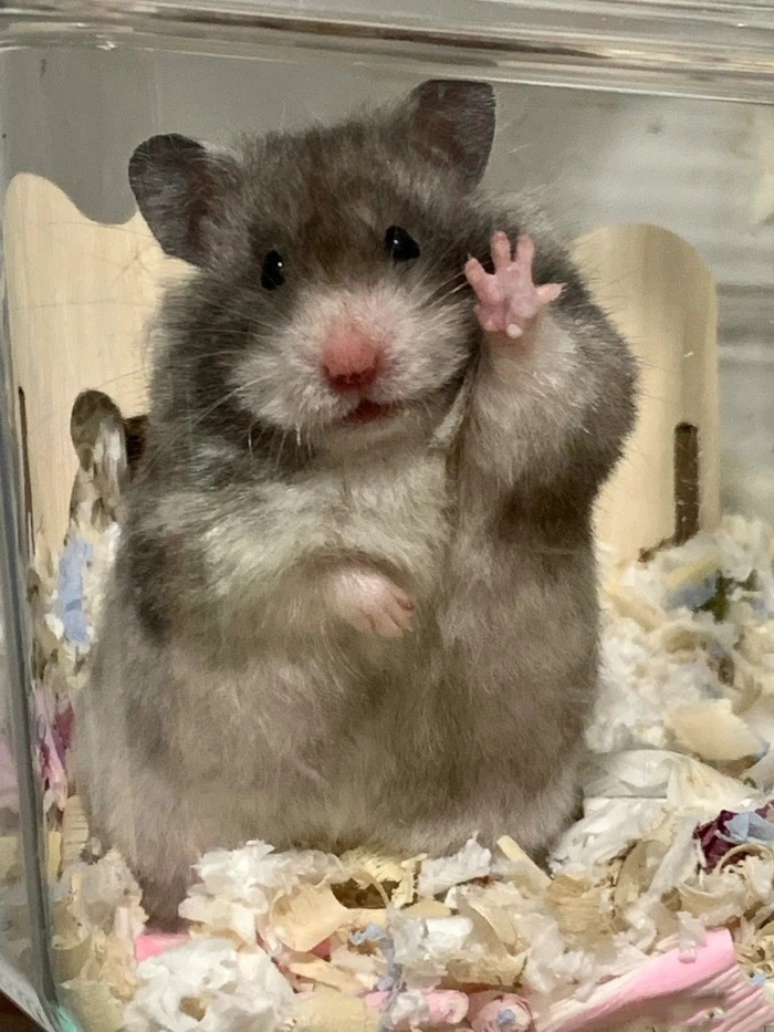 Chuột hamster meme siêu đáng yêu