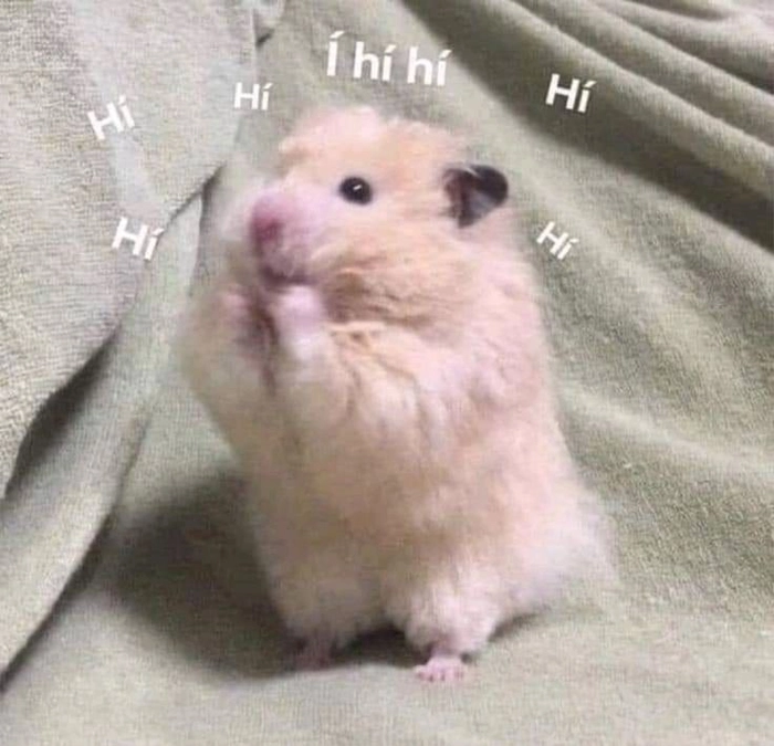 Hài hước meme chuột hamster ngộ nghĩnh