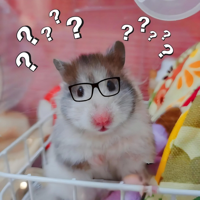 Hài hước meme chuột hamster troll vui