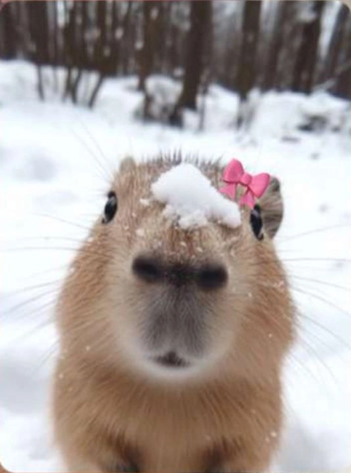 Hình ảnh capybara meme cute