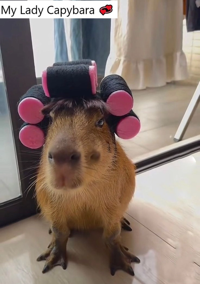 Hình ảnh capybara meme đáng yêu