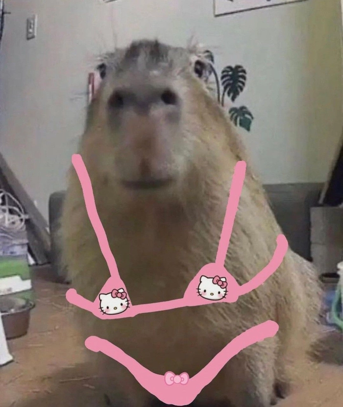 Hình ảnh capybara meme dễ thương