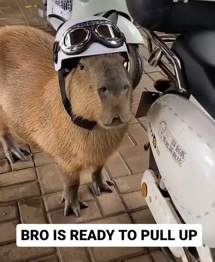 Hình ảnh capybara meme vui nhộn