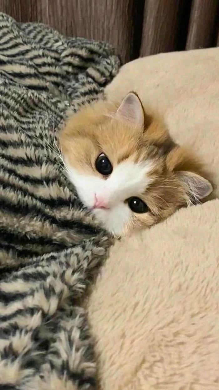 Hình ảnh con mèo tức giận cute lầy lội đáng yêu