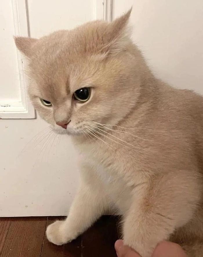 Hình ảnh con mèo tức giận cute siêu lầy lội