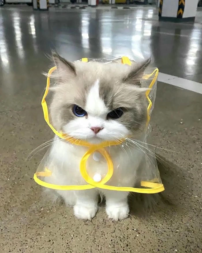 Hình ảnh con mèo tức giận cute vui nhộn hài hước