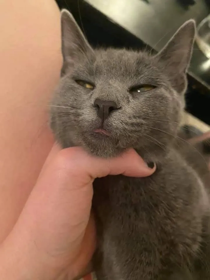 Hình meme bóp cổ cười xỉu