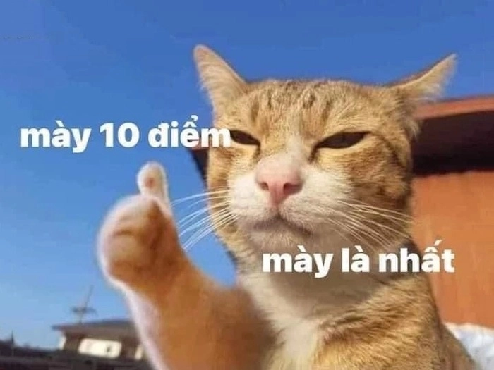 Meme 10 điểm meme chế hài hước