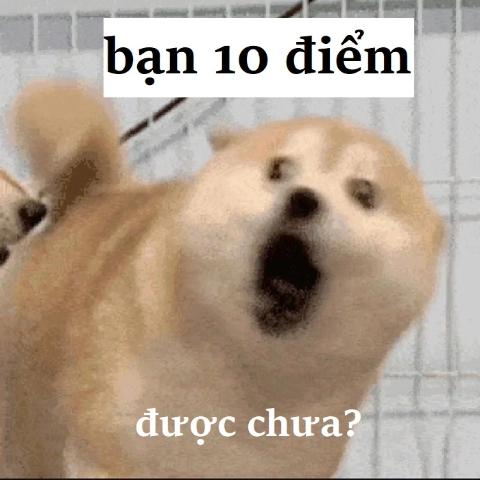 Meme 10 điểm mèo chế bá đạo