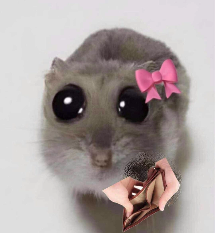 Meme ảnh chuột hamster hài hước bá đạo
