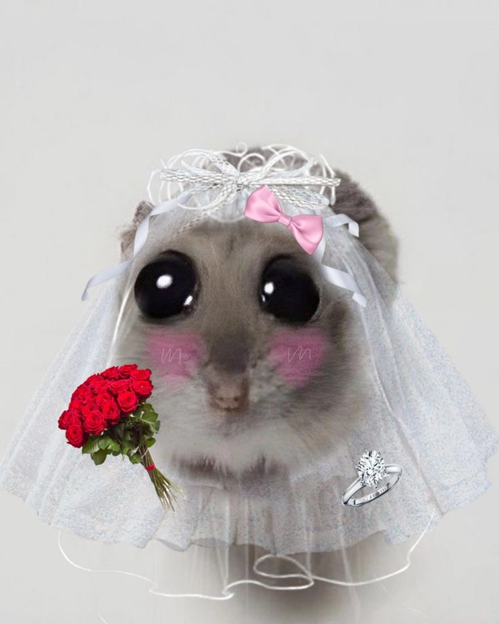 Meme ảnh chuột hamster hài hước khó đỡ