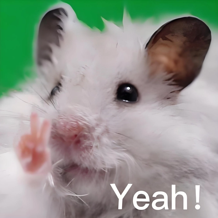 Meme ảnh chuột hamster hài hước vui vẻ