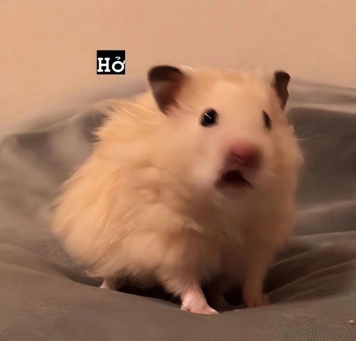 Meme ảnh chuột hamster hài hước