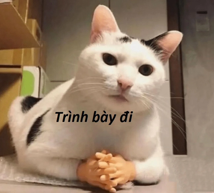 Meme ảnh mèo ngầu cute