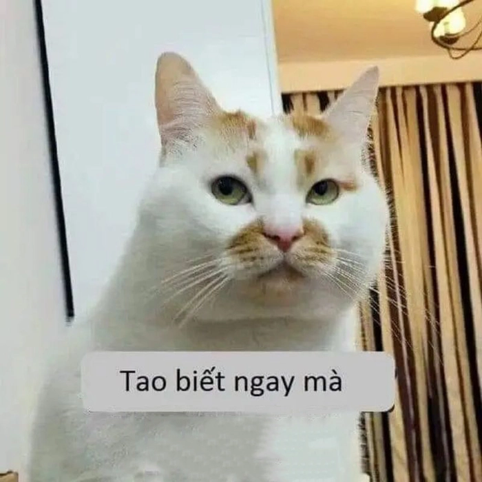Meme ảnh mèo ngầu đáng yêu