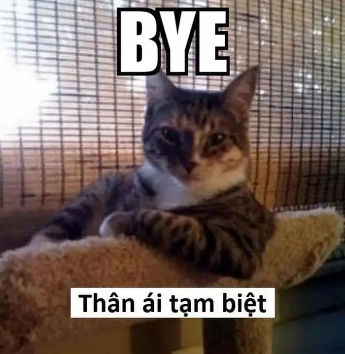 Meme ảnh mèo ngầu độc lạ