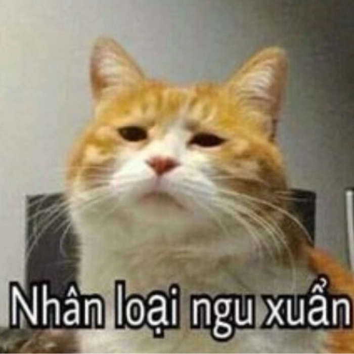 Meme ảnh mèo ngầu hài hước
