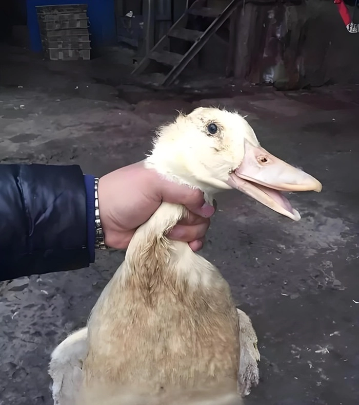 Meme bóp cổ hài bựa