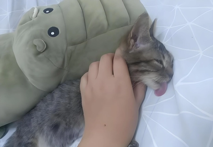 Meme bóp cổ lè lưỡi buồn cười