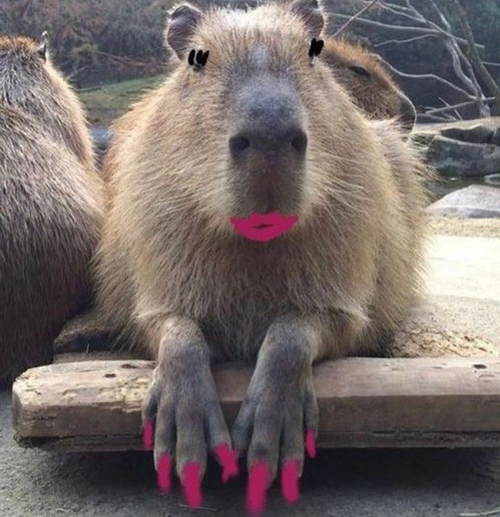 Meme capybara bá đạo