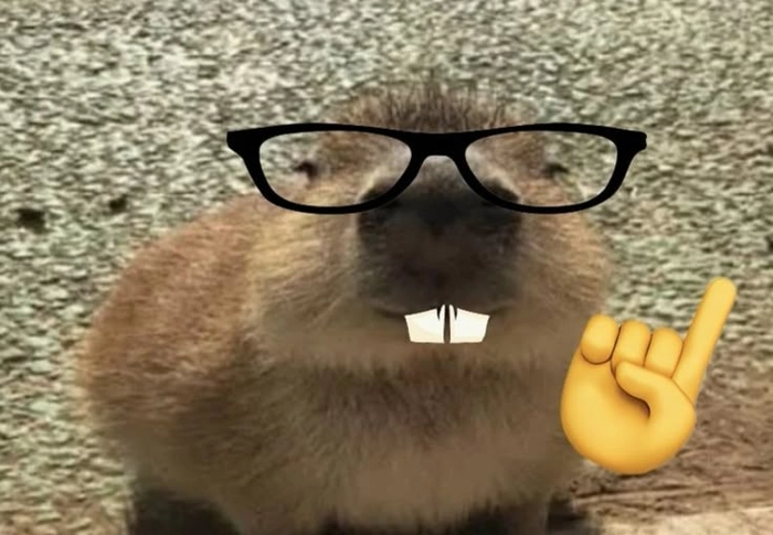 Meme capybara hài hước nhất