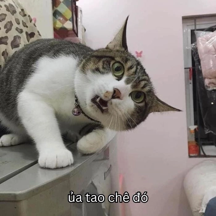 Meme chê bai lầy lội vui vẻ