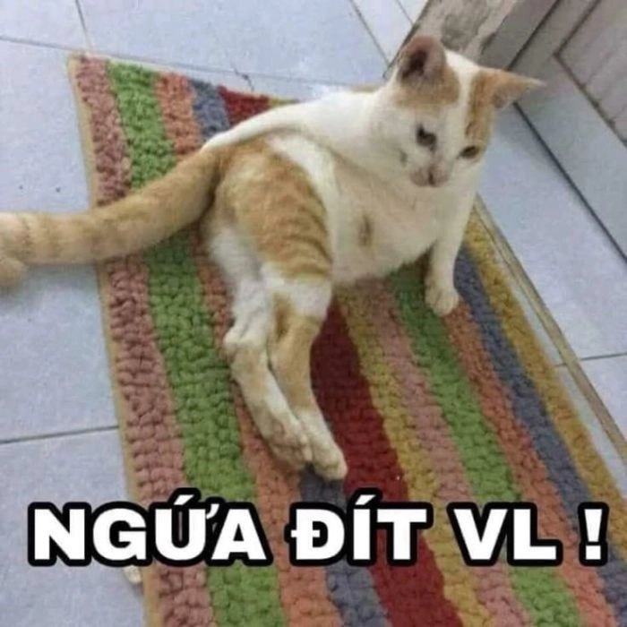 Meme chê lùn đáng yêu chế vui