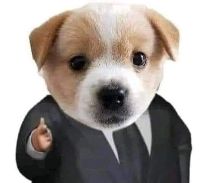 Meme chó mặc vest biểu cảm bá đạo