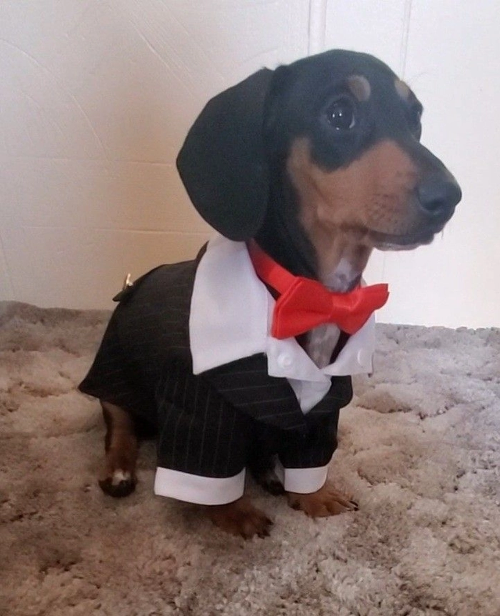 Meme chó mặc vest hài hước
