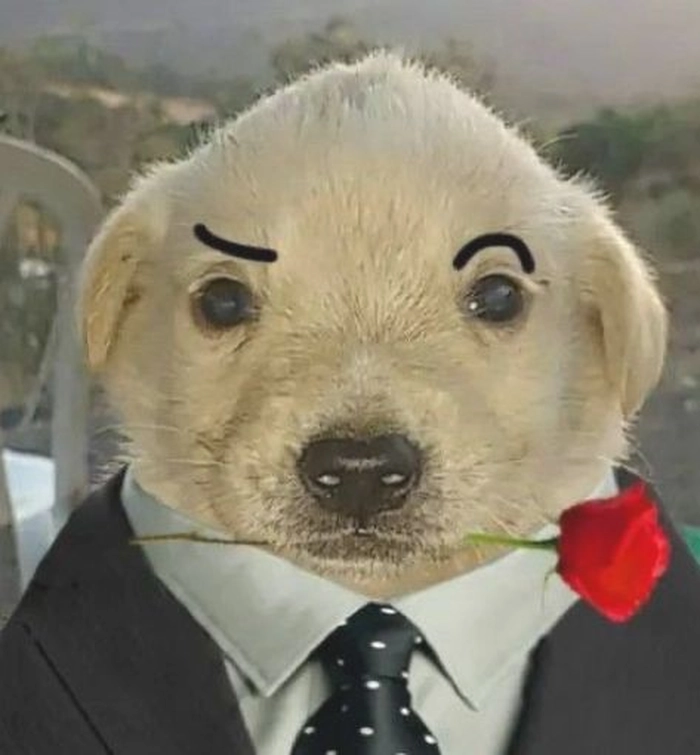 Meme chó mặc vest ngầu cực