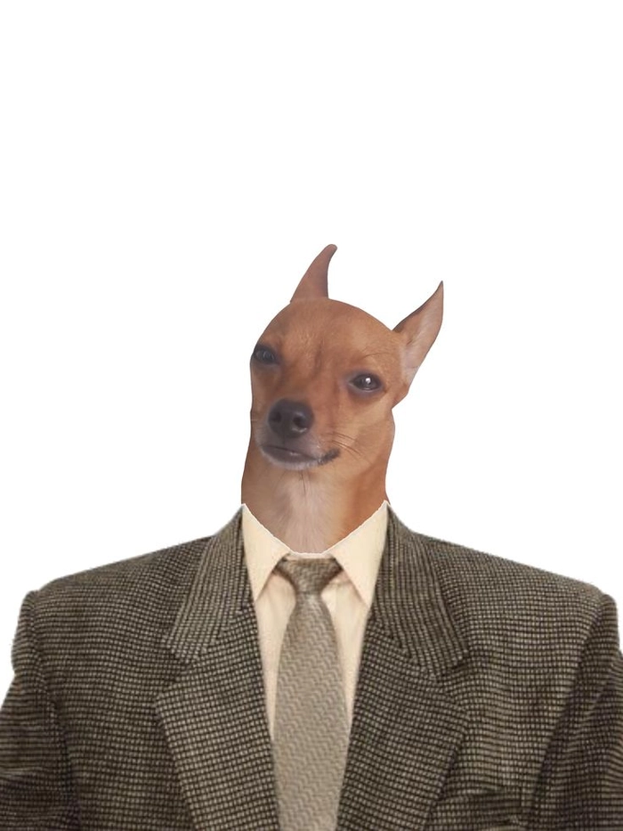 Meme chó mặc vest vui nhộn