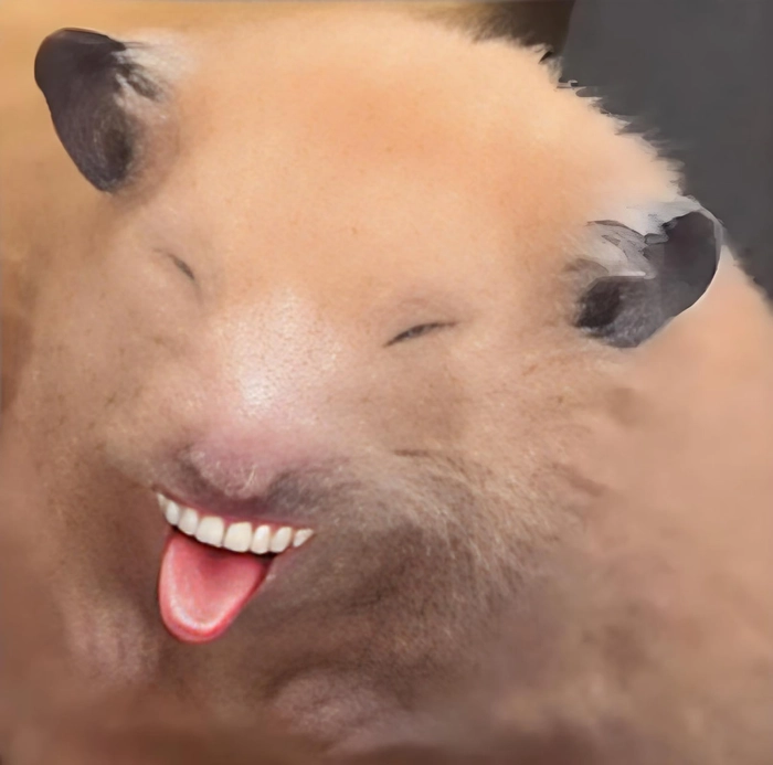 Meme chuột hamster hài chất lượng