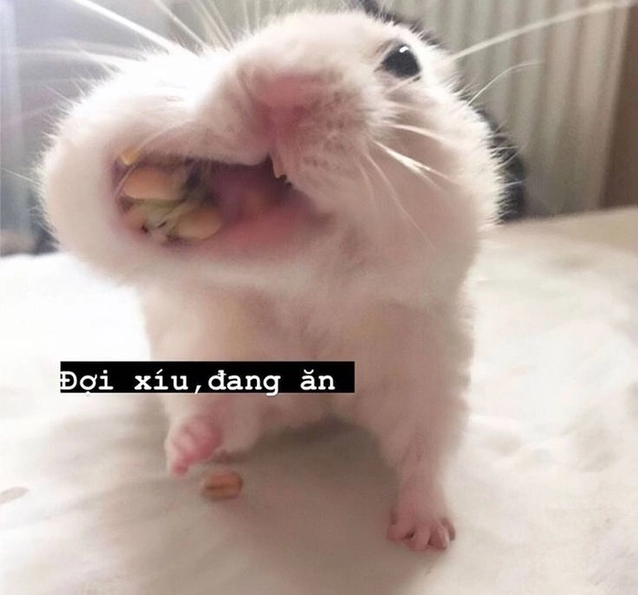 Meme chuột hamster hài cute ngộ nghĩnh