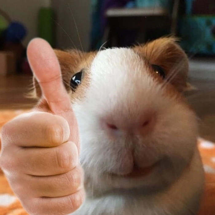 Meme chuột hamster hài lầy lội