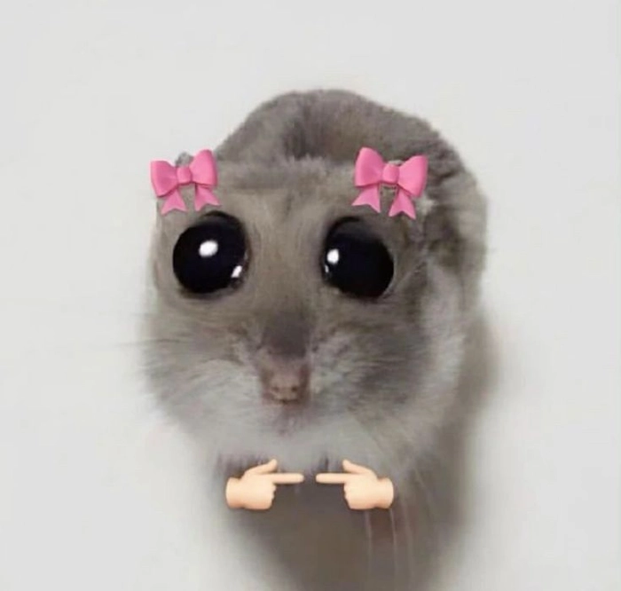Meme chuột hamster hài troll bạn bè