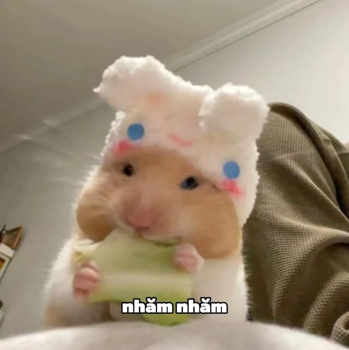 Meme chuột hamster khóc cười xỉu