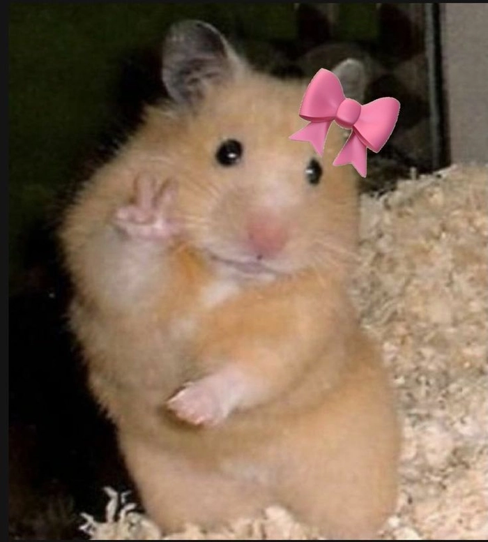 Meme chuột hamster khóc đáng yêu