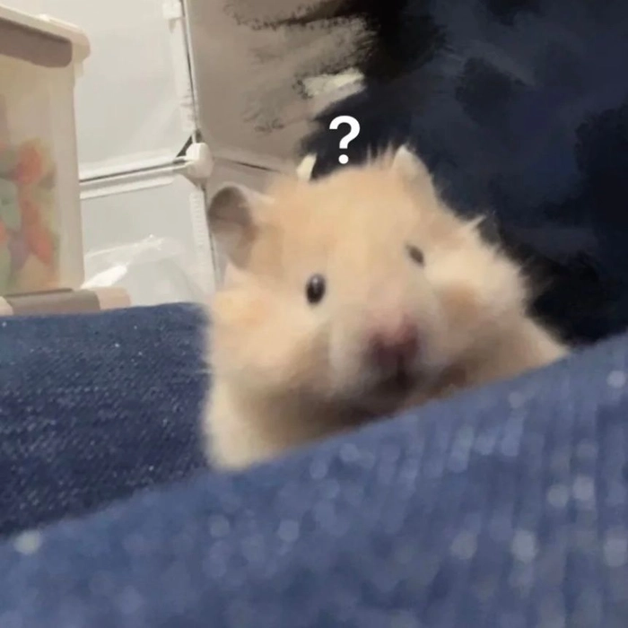 Meme chuột hamster khóc đầy cảm xúc