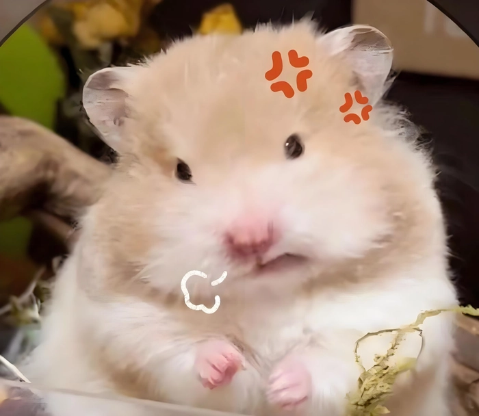 Meme chuột hamster khóc đầy hài hước